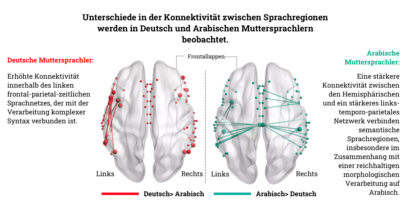 Verbesserte Verdrahtung im Gehirn von deutschen und arabischen Muttersprachlern, dargestellt auf einer Karte.
